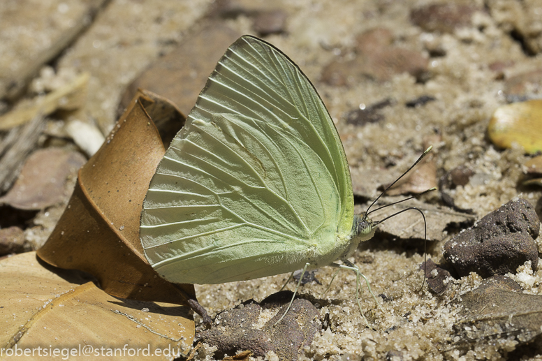 yellow butterfly